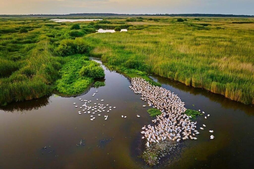 Excursii in Delta Dunarii