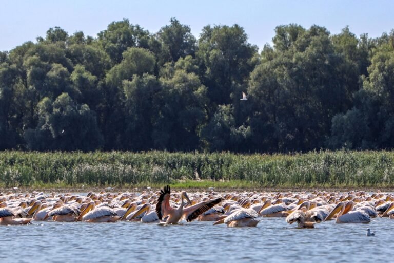 Excursii in Delta Dunarii